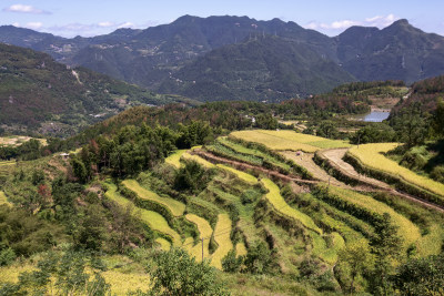 金色梯田