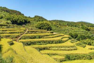 金色梯田