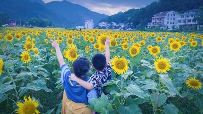 泽雅向日葵花海