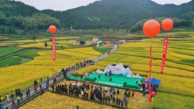 《泽雅新田园》丰收节