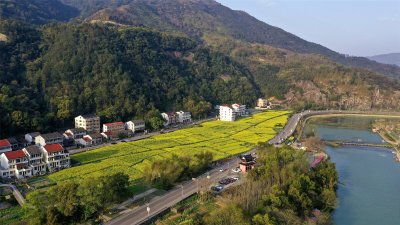 《泽雅新农村》油菜花海