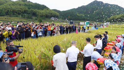 《泽雅新田园》丰收节