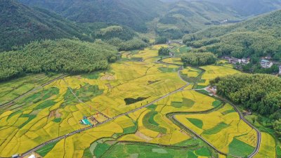 《泽雅新田园》丰收节