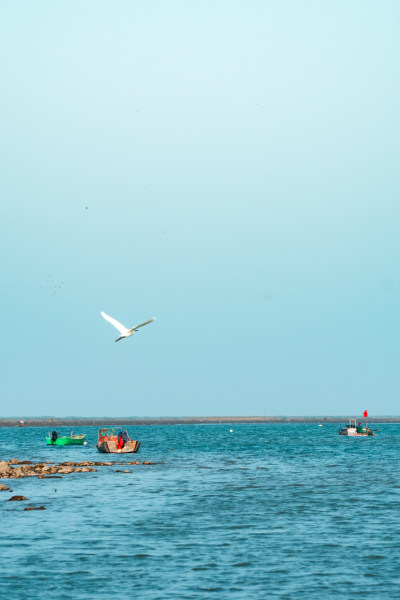 灵昆余晖之二，拍摄于灵昆岛最南边的海边，鸟类