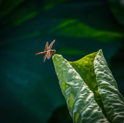 三垟湿地荷花塘的虫趣