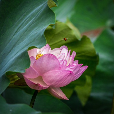 三垟湿地荷花塘的虫趣