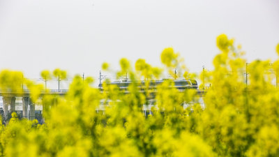 穿越繁花盛景4