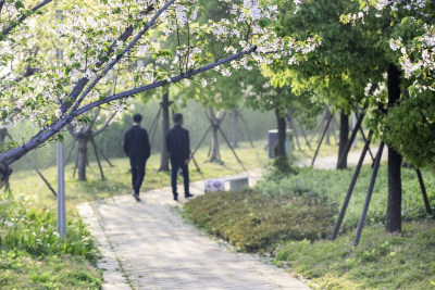 樱花 浪漫