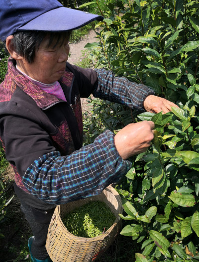 农妇采茶忙。