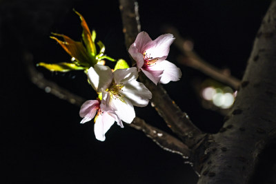 1樱花夜色瓯江口