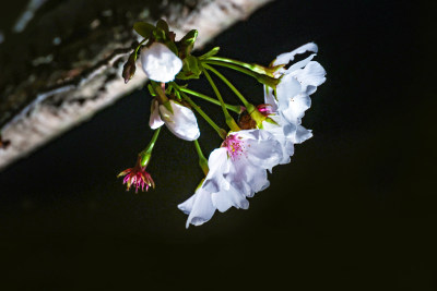 1樱花夜色瓯江口