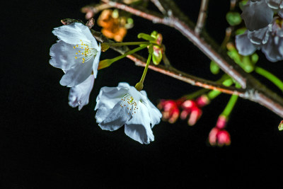 1樱花夜色瓯江口