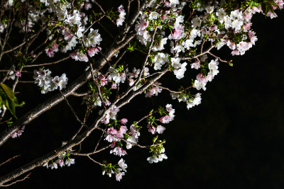 1樱花夜色瓯江口