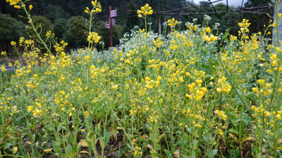 油菜花