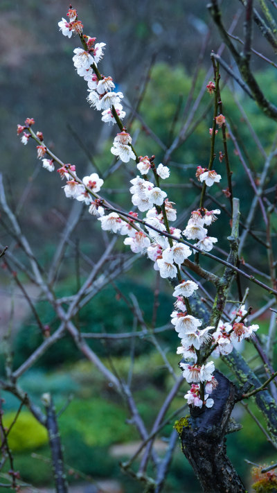 梅花