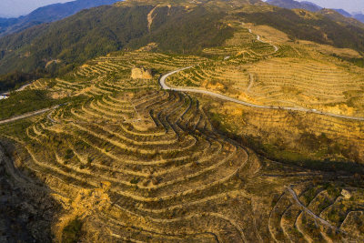 拍摄于云岭乡中原村后山山茶园