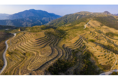 拍摄于云岭乡中原村后山山茶园