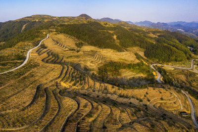 拍摄于云岭乡中原村后山山茶园