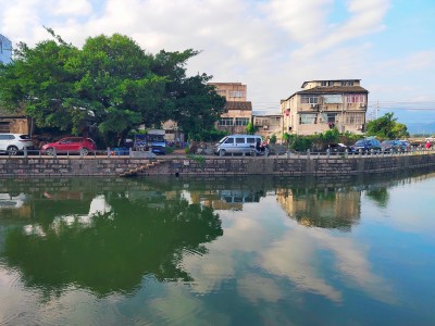 榕树之四（三垟湿地）