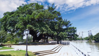 榕树之三（娄桥古岸头村）
