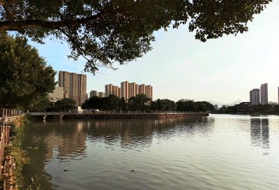榕树之五（汇昌河边）