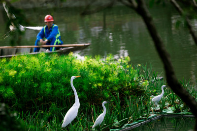 长期环境保护让白鹭回归塘河