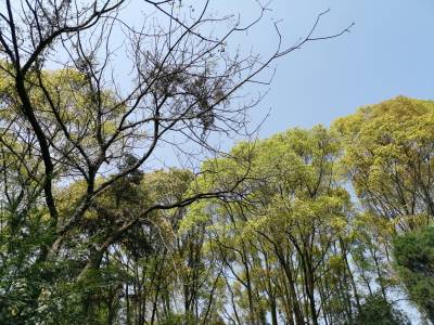 我眼中的泽雅-泽雅的林（麻芝川）组图6-3