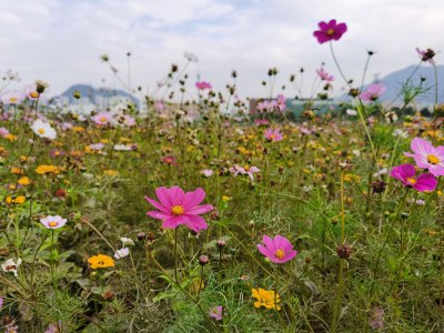 新桥花海