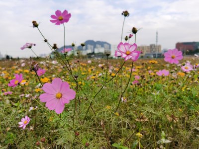 新桥花海