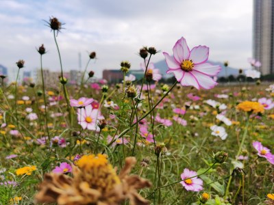 新桥花海