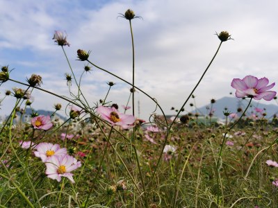 新桥花海