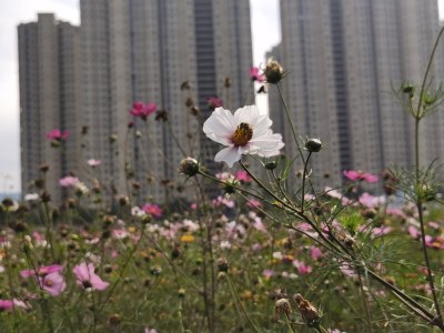 新桥花海