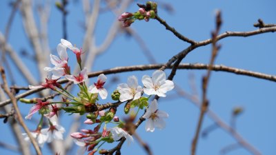 十里樱园的樱花