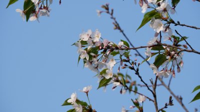 樱花上的蜜蜂