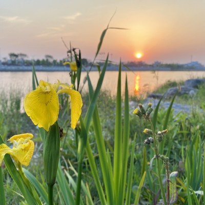 鸢尾