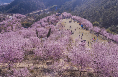 逸园樱花