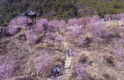 逸园樱花