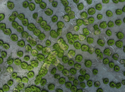 《海涂上图案》