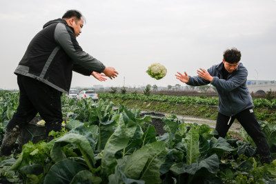 《花菜丰收季》组照4