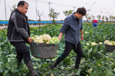 《花菜丰收季》组照5