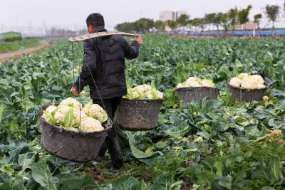 《花菜丰收季》组照7