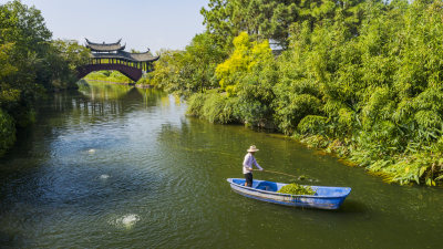 “水下森林”赋能生态治水 组照1 瓯海区温州生态园瑶池浃河，河道保洁员在打捞漂浮物。