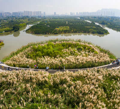 芦苇花开迎客来 组照3