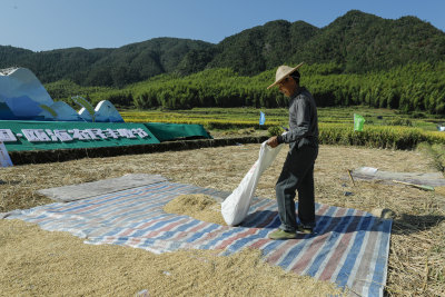 《稻谷丰收的喜悦》（组照之四）农民准备晒稻谷时，脸上露出了丰收的喜悦。