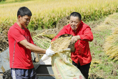 《稻谷丰收的喜悦》（组照之三）二位穿红衣服的男士配合默契地将打好的稻谷装入袋子里