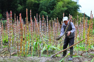 照片拍于平阳岭下村2020.11.28日