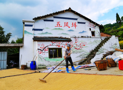 组照之一，山区农民在翻晒稻谷。背景墙绘展示了事件地点。