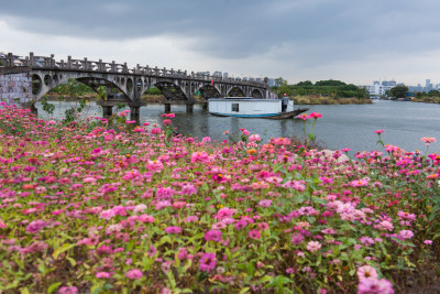 一水泥船经过花田边的河道