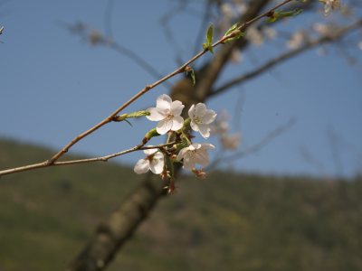 一枝独秀