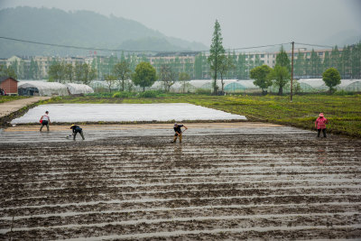 村民把秧苗的种子播撒好再用工具把地弄平整